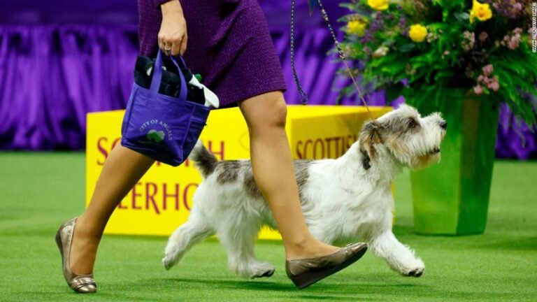 230510113139 02 buddy holly winner westminster kennel club dog show super tease