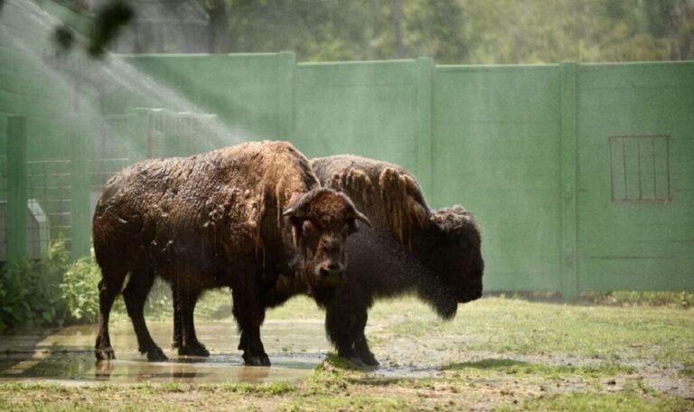 Vet at UK safari park savaged and thrown 10ft into air by dying bison