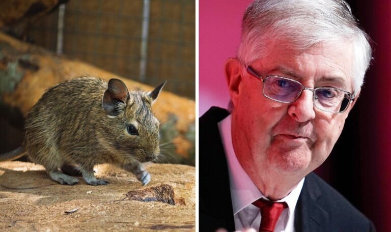 New Labour law will ‘put rats before humans, spark food crisis and slash life expectancy’