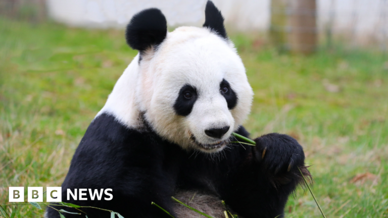 Edinburgh Zoo pandas begin last day in the spotlight