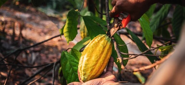 Cocoa and Vanilla Prices Are on the Rise: How Businesses Can Navigate the Challenge