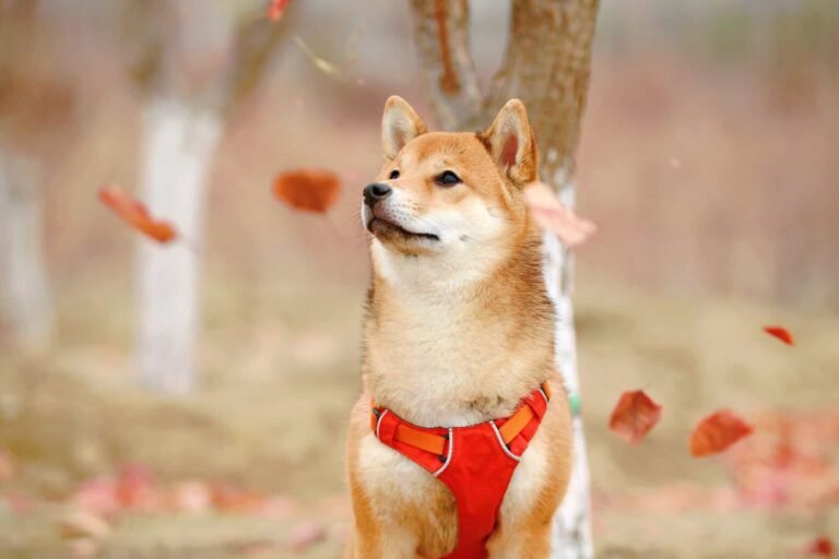 Shiba Inu Bulls Seize 2.95T Tokens, October Turns Optimistic Green